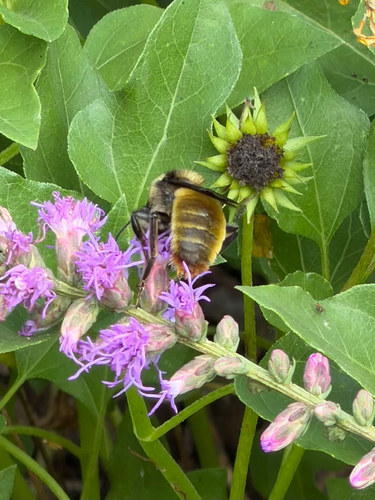 American Bumble Bee