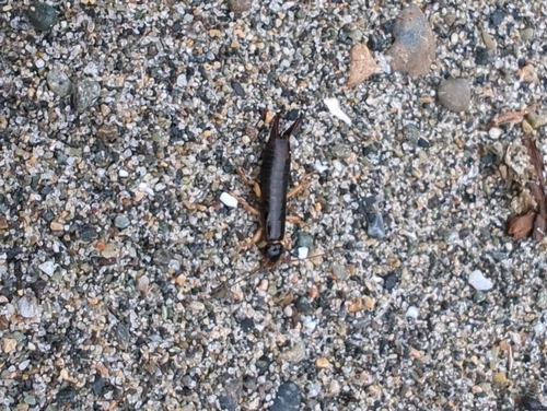 Maritime Earwig
