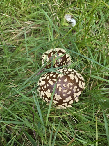 Royal fly agaric