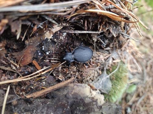 Leather Beetle