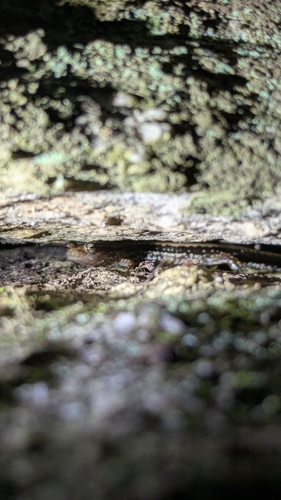 Three-lined Salamander