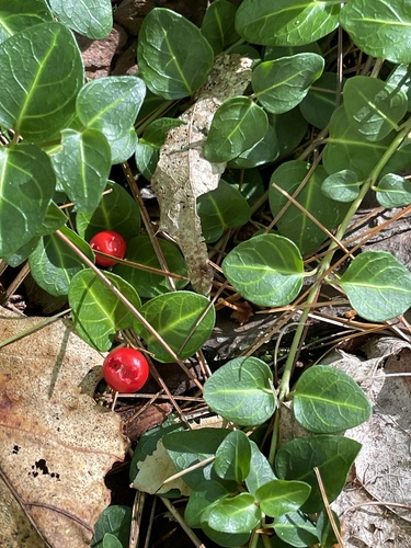 partridgeberry