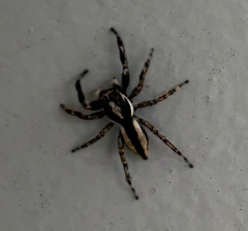 Gray Wall Jumping Spider