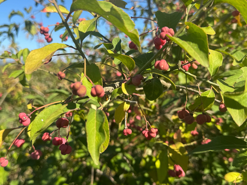 Spindle