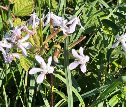 common soapwort
