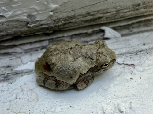 Gray Treefrog
