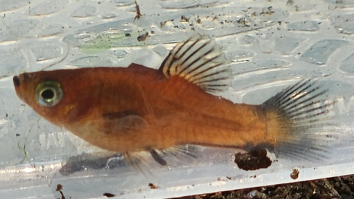 Southern Platyfish