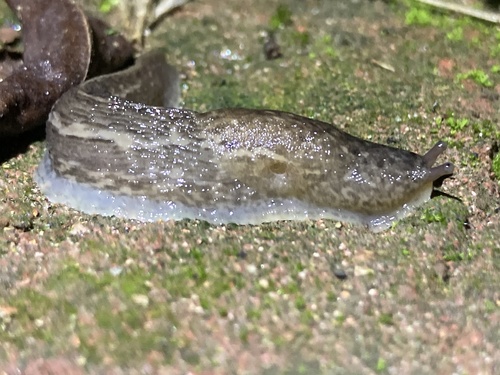 Leopard Slug