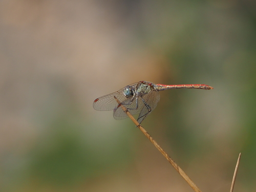 Desert Darter