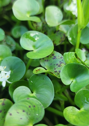 Kidneyleaf mud plantain