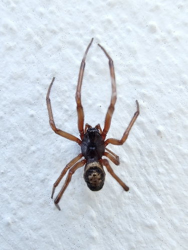 Noble False Widow