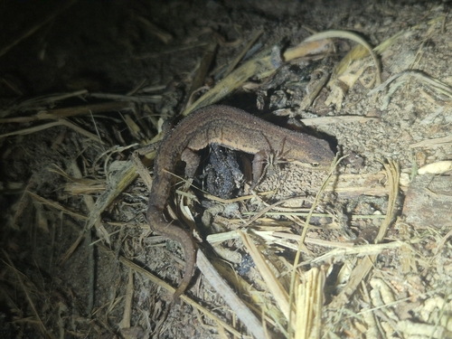 Smooth Newt