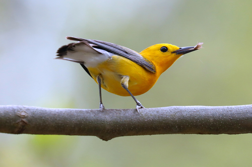 Prothonotary Warbler