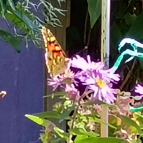 Painted Lady