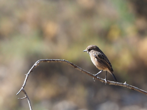 European Stonechat