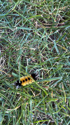 Spotted Tussock Moth