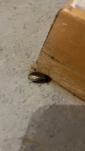 Surinam Cockroach