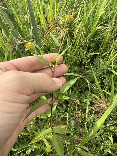 Devil's Beggarticks