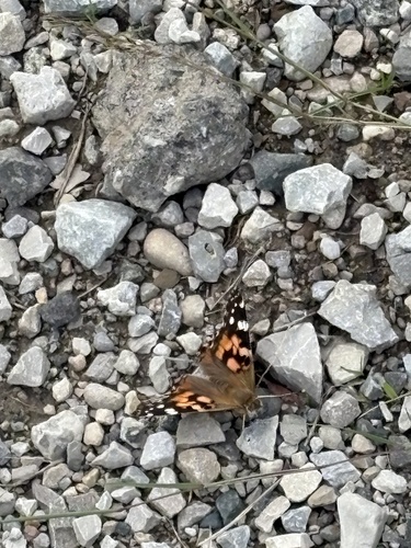 Painted Lady