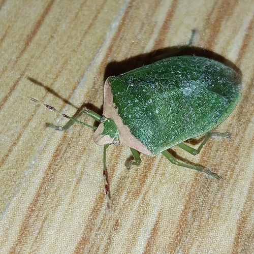 Southern Green Stink Bug