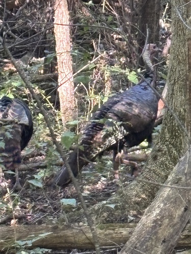 Wild Turkey