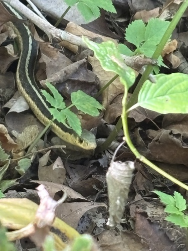 Common Garter Snake