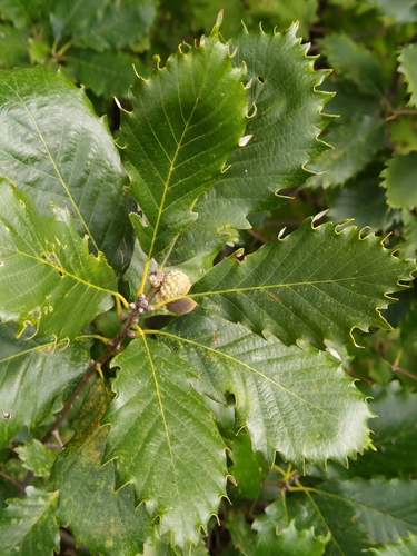 chinkapin oak