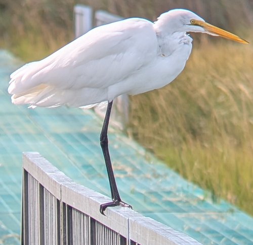 Great Egret