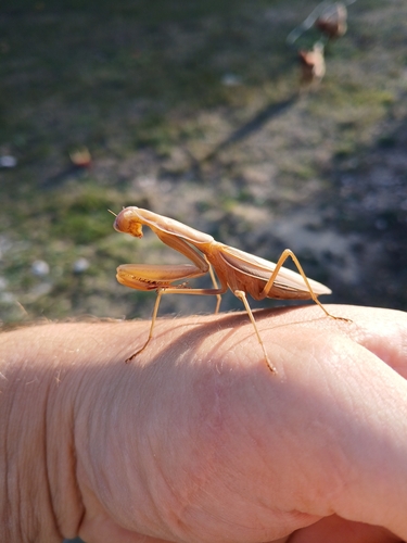 European Mantis