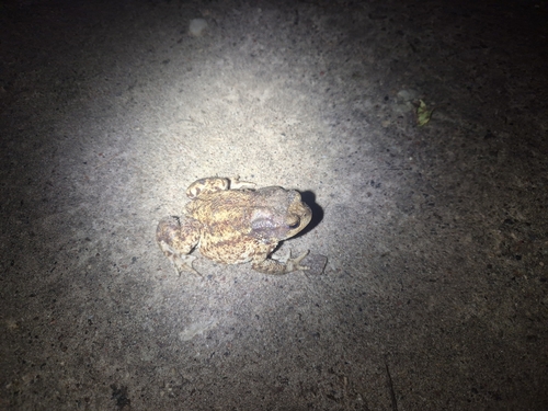 European Toad