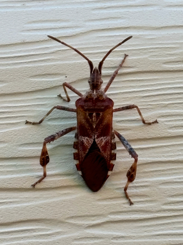 Western Conifer Seed Bug
