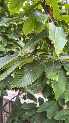 Sweet Chestnut