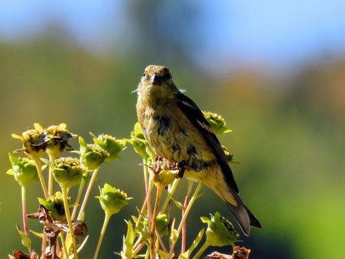 American Goldfinch
