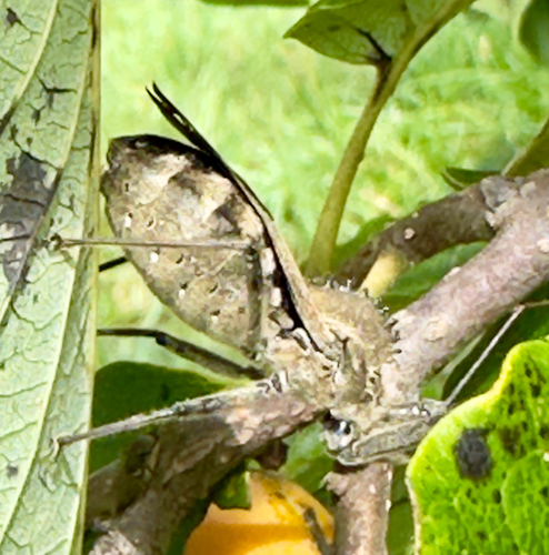 North American Wheel Bug