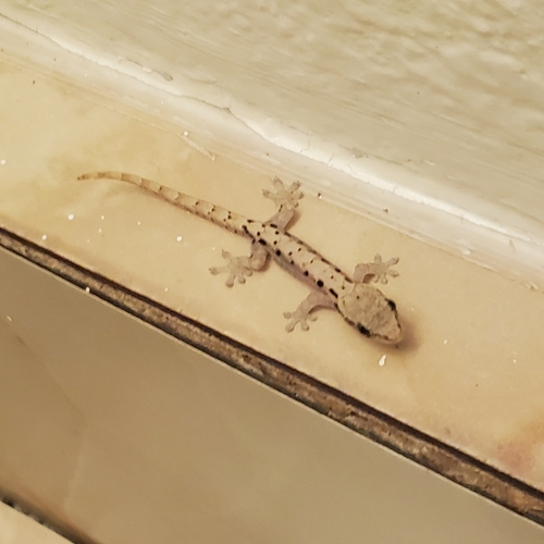 Mourning Gecko