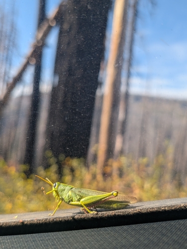 Green Bird Grasshopper