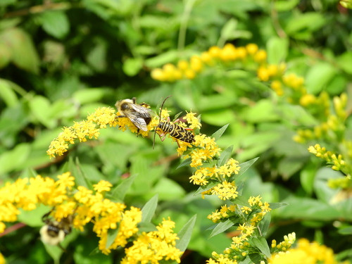 Locust Borer