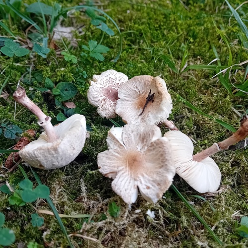 Lepiota lilacea
