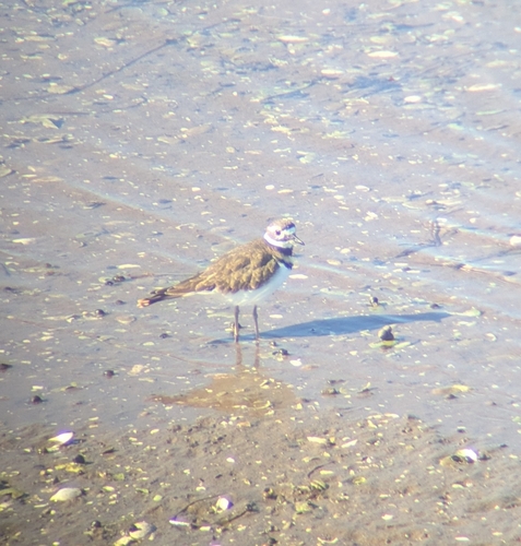 Killdeer