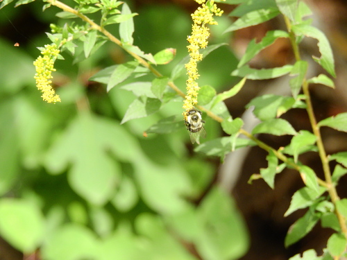 Common Eastern Bumble Bee