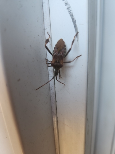 Western Conifer Seed Bug