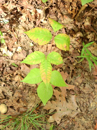 eastern poison ivy