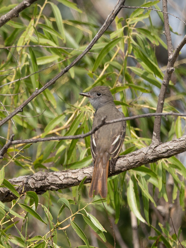 Great Crested Flycatcher