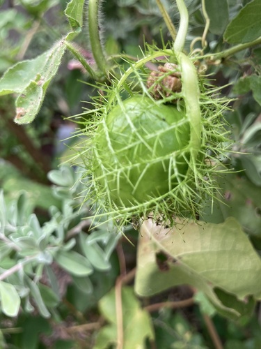 Stinking Passionflower