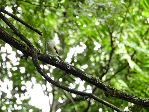 Tufted Titmouse