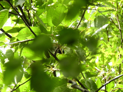 Black-capped Chickadee