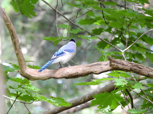 Blue Jay