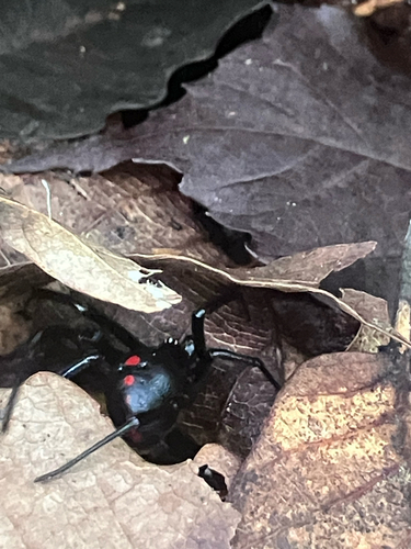 Northern Black Widow