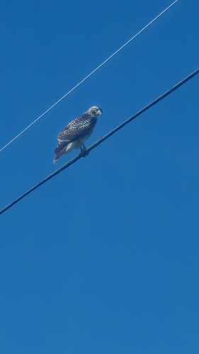 Red-shouldered Hawk