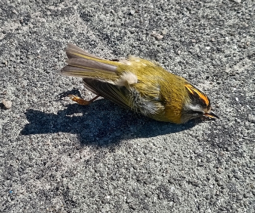 Common Firecrest